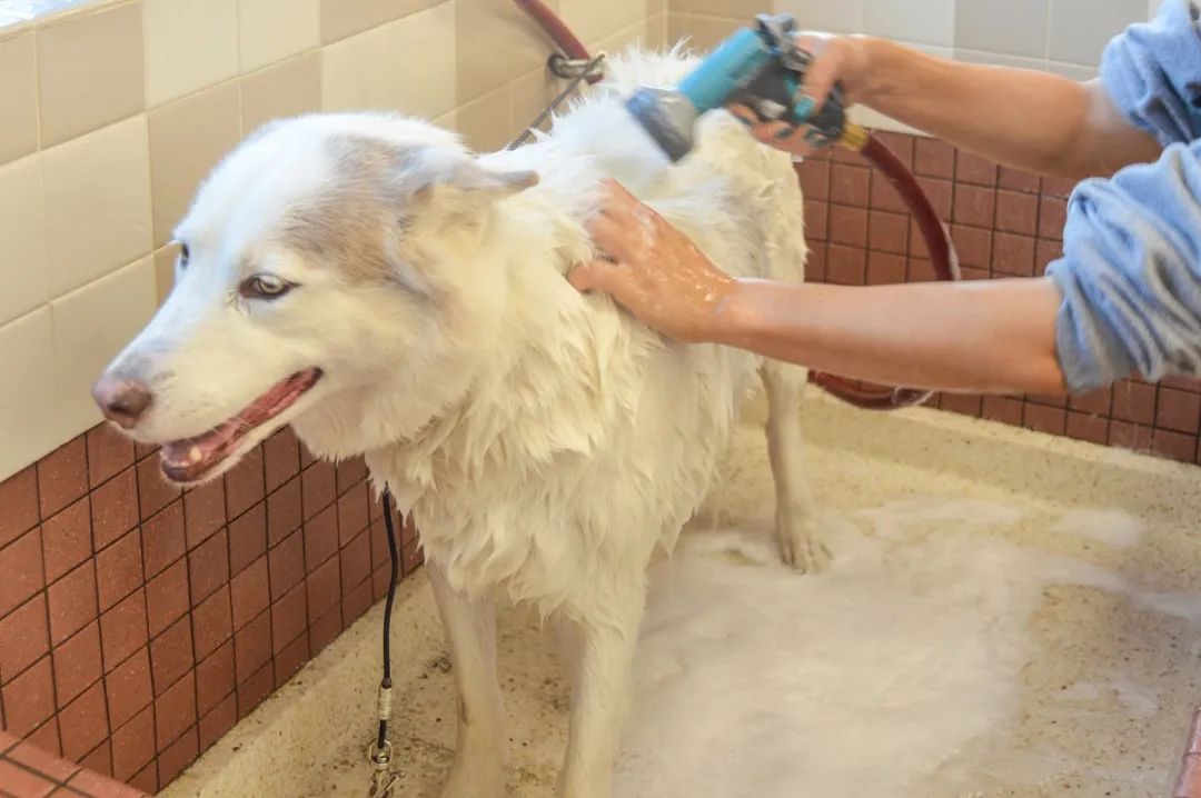 潔匠凈化·的凈工業(yè)除臭劑_家中寵物需定期消毒，才能有效避免各種細菌滋生和傳播疾病！